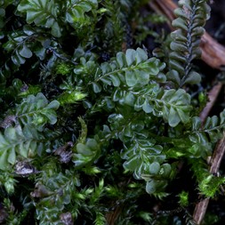 Plagiochila porelloides (lesser featherwort)